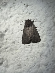 Protorthodes