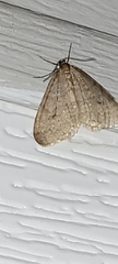 Operophtera bruceata