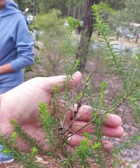 Ozothamnus diosmifolius