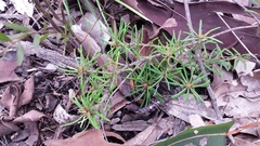 Pultenaea petiolaris