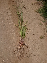 Bromus catharticus catharticus