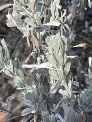 Artemisia tridentata