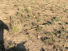 Pseudechis australis