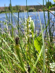 Spiranthes diluvialis