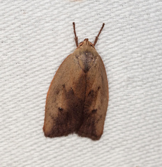 Cryptolechia triphaenatella