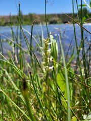 Spiranthes diluvialis