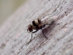 Anthomyia vicarians