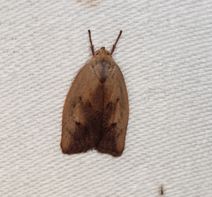 Cryptolechia triphaenatella