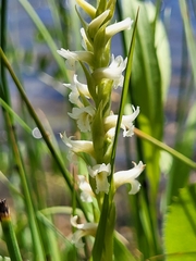 Spiranthes diluvialis