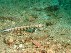 Parapercis kamoharai