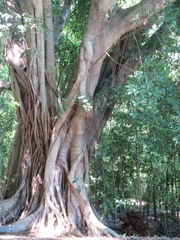 Ficus microcarpa hillii