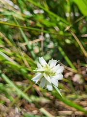 Spiranthes diluvialis
