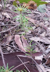 Pultenaea petiolaris