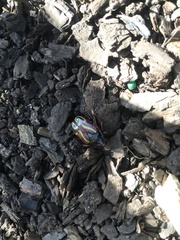 Eupoecila australasiae