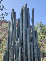 Lophocereus marginatus
