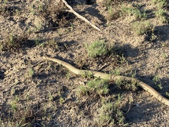 Pseudechis australis