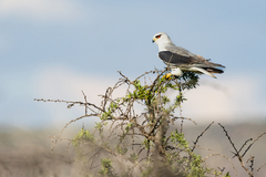 Elanus caeruleus caeruleus