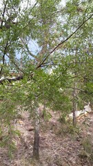 Leptospermum trinervium