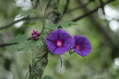 Ipomoea orizabensis collina