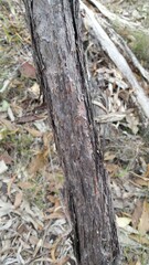 Leptospermum trinervium