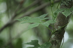 Ipomoea orizabensis collina