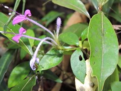 Brachystephanus