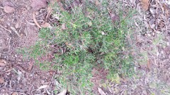 Acrotriche aggregata