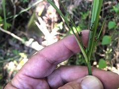 Cyperus tetraphyllus