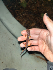 Ensatina eschscholtzii