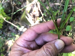 Cyperus tetraphyllus
