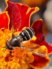 Betasyrphus serarius