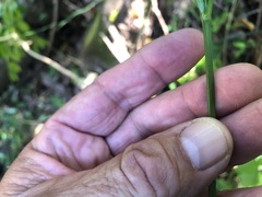 Cyperus tetraphyllus
