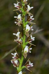 Prasophyllum odoratum