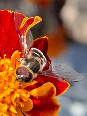 Betasyrphus serarius