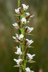 Prasophyllum odoratum