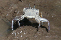 Ocypodoidea