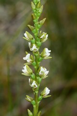Prasophyllum odoratum