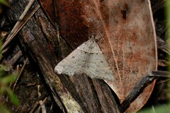 Dichromodes atrosignata