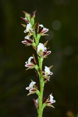 Prasophyllum odoratum