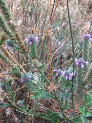 Verbena lasiostachys