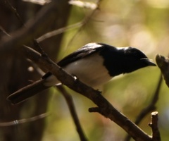 Myiagra cyanoleuca