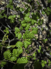 Nothofagus pumilio