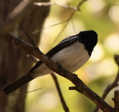Myiagra cyanoleuca