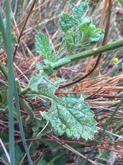 Verbena lasiostachys