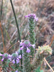 Verbena lasiostachys