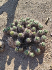 Mammillaria compressa