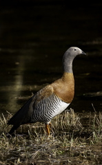 Chloephaga poliocephala