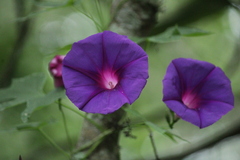 Ipomoea orizabensis collina