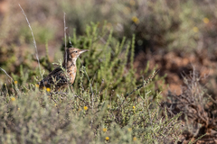 Chersomanes albofasciata