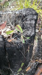 Hardenbergia violacea